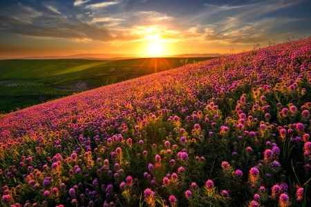 Mountain Flowers in the Sunset - flowers, hills, nature, landscapes, mountains, sunsets, sky