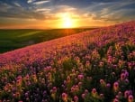 Mountain Flowers in the Sunset