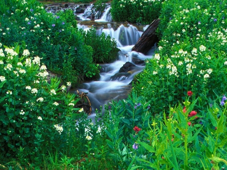 Creek in Spring - blossoms, water, plants, springtime, stones