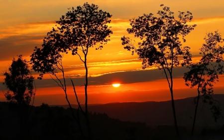 Tree Silhouettes in the Sunset - sunsets, dky, silhouettes, orange, trees, nature, sun