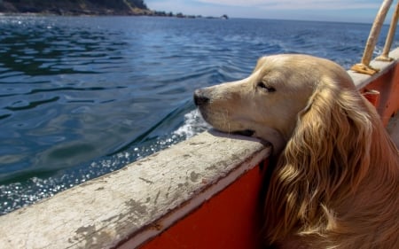 On the boat - catel, animal, water, boat, dog