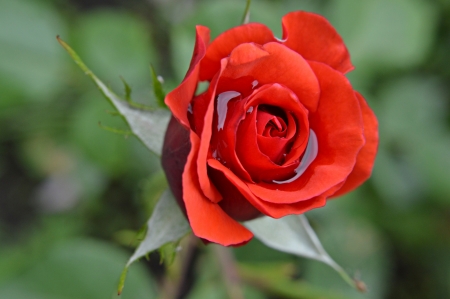 Rose - green, macro, rose, flower, res