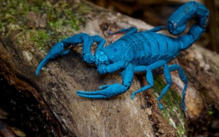 Scorpio - zodiac, macro, close-up, blue, scorpion, scorpio