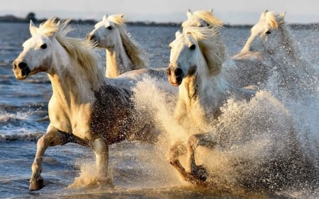 Horses - white, summer, horse, animal, water, splash, beach, sea