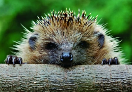 Hedgehog - animal, cute, hedgehog, wood, green