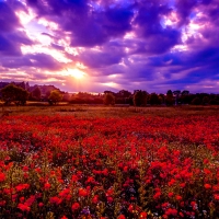 POPPY FIELD