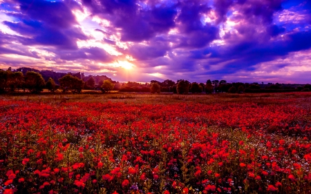 POPPY FIELD