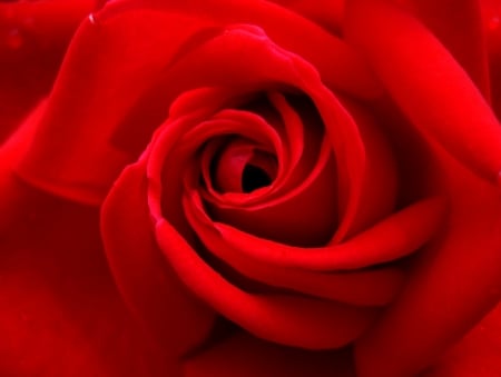 ROSE SWIRL - nature, macro, rose, red