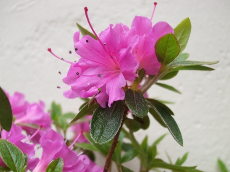 Dwarf Azalea - nature, azaleas, flowers, pink