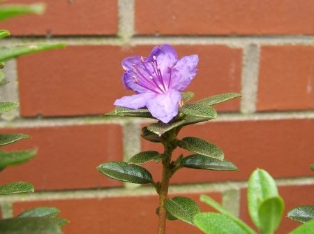 Purple flower - plant, nature, purple, flower