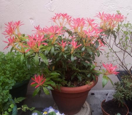 Pieris japonica - flowers, pieris, nature, red, green, plant