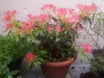 Pieris japonica