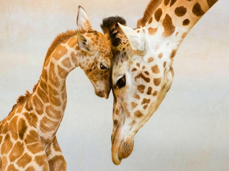 Luv you Mom - love, Mother, baby, giraffe