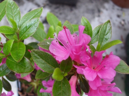 Dwarf azalea - nature, pink, flowers, plants, garden