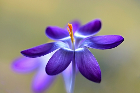 Lovely Color - one, purple, flower, beautiful