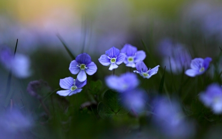 Flowers - flowers, nature, purple, amazing