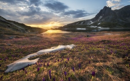 Wild Flowers - flowers, purple, wild, sunset