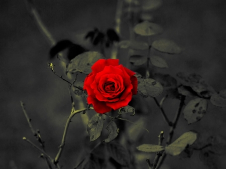 Rose - rose, flower, red, soft