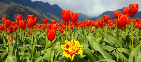 Sea of Tulips - nature, tulips, fields, flower