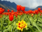 Sea of Tulips