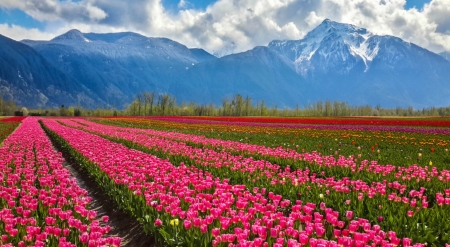 This world exists for you - nature, field, flowers, pink