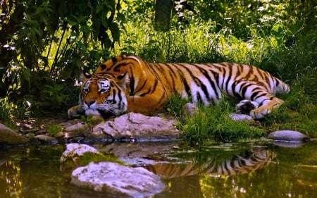 Crouching Tiger - animal, water, tiger, reflection