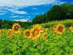 Sunflowers field