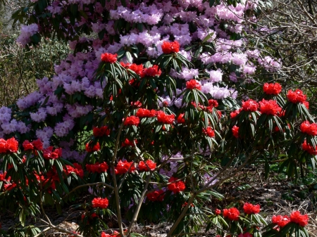 Azaleas - flowers, nature, azaleas, garden