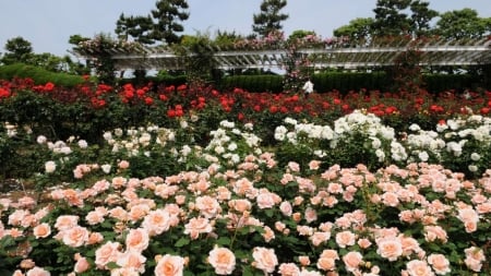 Great Rose Garden - garden, roses, great, flowers, nature