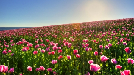 pink poppies field - pink, poppies, flowers, field, nature