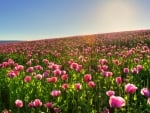 pink poppies field