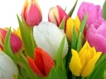 Beautiful tulips