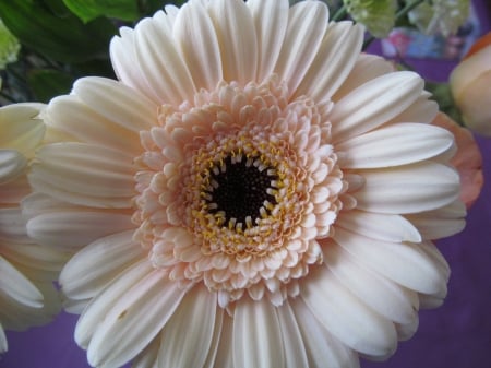 Pale Peach - flora, floral, gerberas, flowers, plants