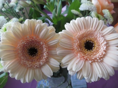 Peach Twins - flora, floral, gerberas, blooms, flowers, plants