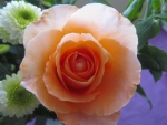 Peachy Rose