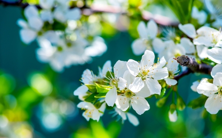 Apple Flowers - Beauty, Apple, Nature, Flowers