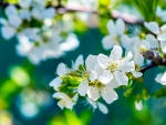 Apple Flowers