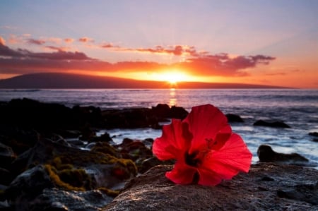 Sunset at Coastline - sky, blossoms, sun, sea, rocks