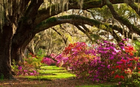 Spring Blossoms - sunshine, trees, springtime, colors, path