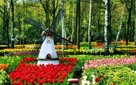 Springtime Flower Park - blossoms, birches, tulips, trees, windmill, colors