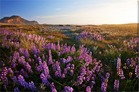 Landscape in Spring - blossoms, lupines, hills, mountain, grass