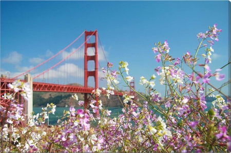 Golden Gate Flowers - blooming, california, usa, bridge, san francisco