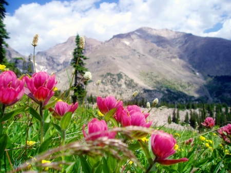 Mountain wildflowers - wildflowers, hills, beautiful, landscape, mountain, sky