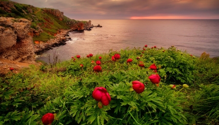 Coastal flowers - coast, beach, beautiful, sea, flowers, river, sunset, view, lake, sky