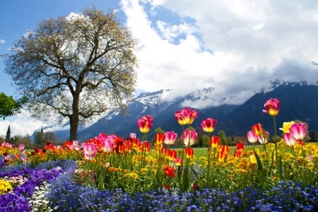 Spring Flowers - blossoms, landscape, petunia, tulips, mountains, tree, bellis