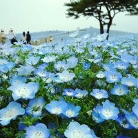 Hitachi Seaside Park