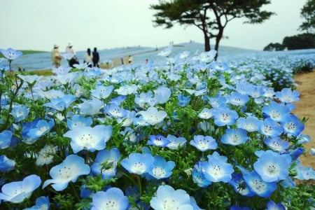 Hitachi Seaside Park - blossoms, hitachinaka, japan, people, landscape, spring, tree