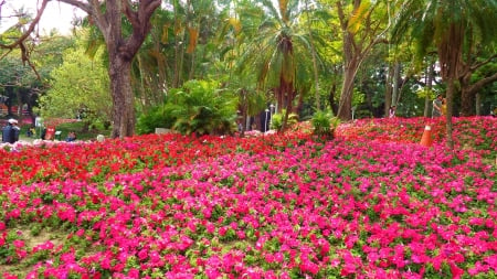 Blooming Park - trees, palms, petunia, people, summer