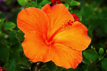 Orange Hibiscus - blossom, summer, leaves, exotic