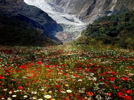 Flower Valley - daisies, Mountains, blossoms, poppies, glacier, camomille, colors